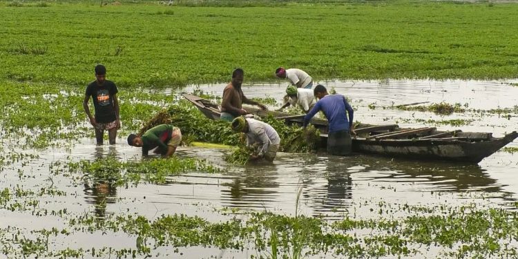অতিবৃষ্টিতে বিপাকে তিস্তা পাড়ের বাদামচাষিরা