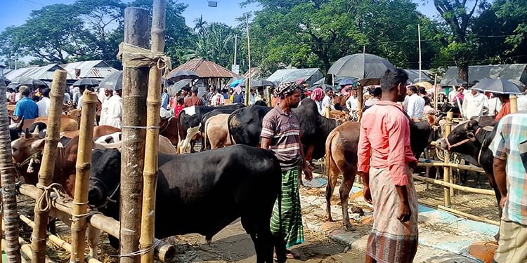 নেত্রকোণার দেওয়ান বাজারে গরু বেচাকেনা জমে উঠেছে