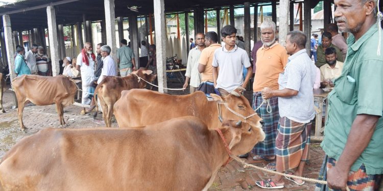 রংপুরে জমে উঠতে শুরু করেছে কোরবানির পশুর হাট