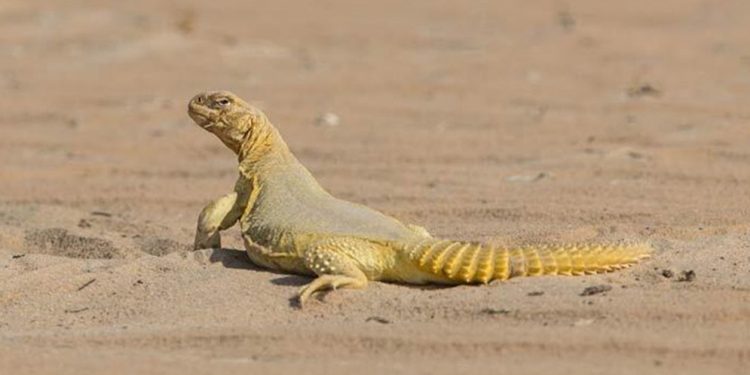 সান্ডা: মরুভূমির এক বিস্ময়কর প্রাণী