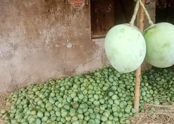 নওগাঁয় আজ থেকে আম পাড়া শুরু