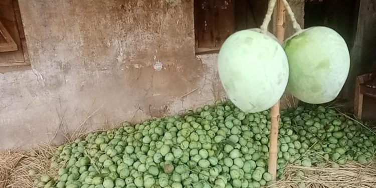 নওগাঁয় আজ থেকে আম পাড়া শুরু