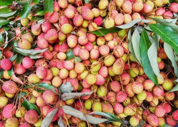 লালমনিরহাট লিচুর বাজারে সরবরাহ কম, দাম বেশি