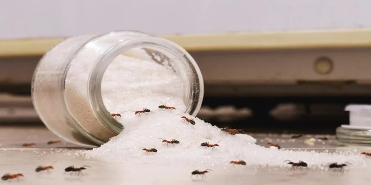 চিনির পাত্রে পিঁপড়া? যেভাবে দূর করবেন