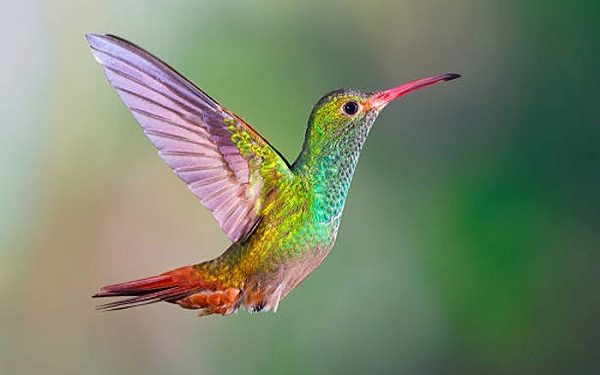 উড়ন্ত অবস্থায় ডিম পাড়ে যে পাখি, বাচ্চা ফুটে মাটিতে পড়ার আগে