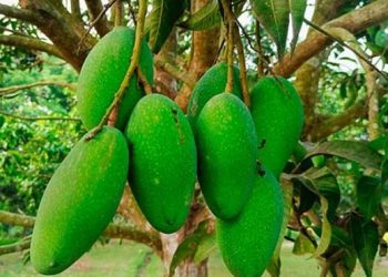 জিআই পণ্যের স্বীকৃতি সনদ পেল নওগাঁর ‘নাক ফজলি’