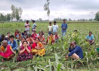 রাতের আঁধারে ভুট্টার ক্ষেত কেটে নষ্ট করার অভিযোগ উঠেছে ঠাকুরগাঁওয়ের রুহিয়ায়