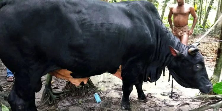 ঢাকায় আনা হলো ৩৫ মণ ওজনের ‘বাদশা’ ষাড়