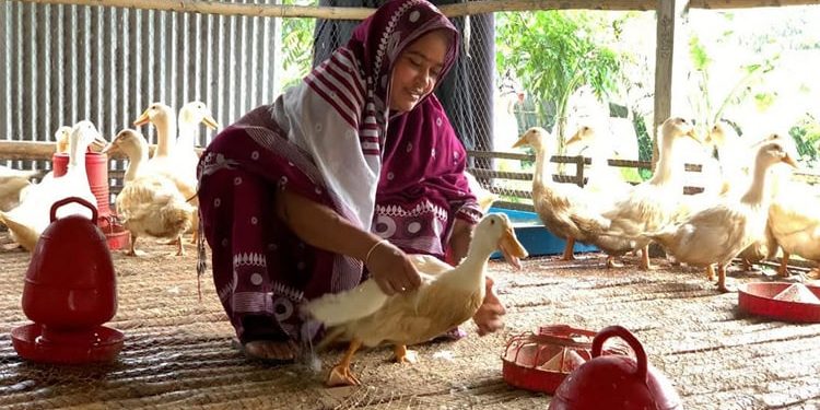 হাঁস পালনে সফল ফরিদপুরের কামরুন নাহার