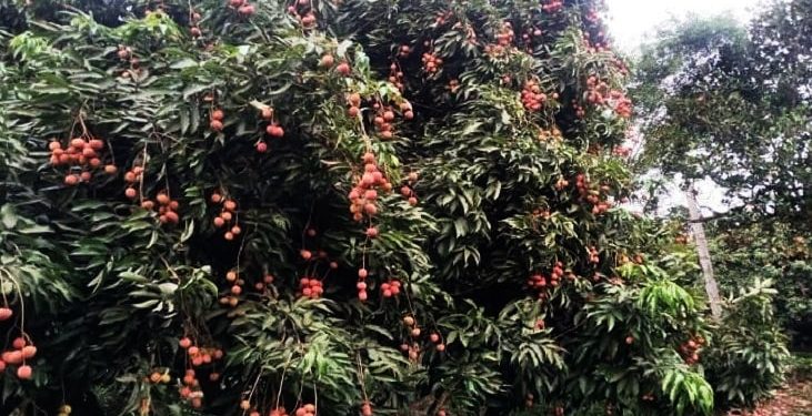 গাজীপুরের শ্রীপুরে চায়না-৩ জাতের লিচুর ফলনে চাষিদের মুখে হাসি