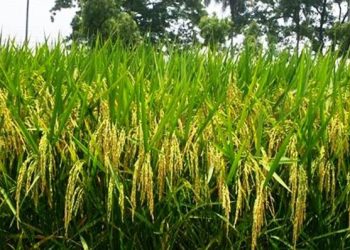 নতুন আরো তিন জাতের ধান উদ্ভাবন করেছে ব্রি