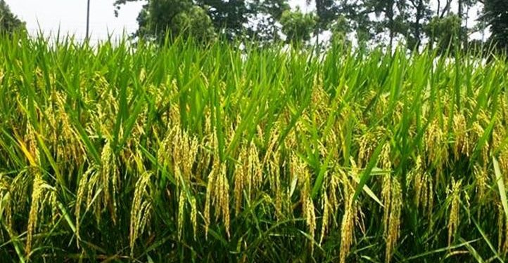 নতুন আরো তিন জাতের ধান উদ্ভাবন করেছে ব্রি