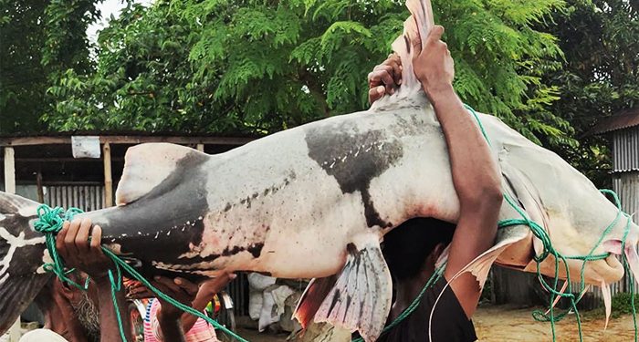 জালে ধরা পড়লো ৫০ কেজির বাঘাইড়, সাড়ে ৭৭ হাজার টাকায় বিক্রি