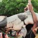 জালে ধরা পড়লো ৫০ কেজির বাঘাইড়, সাড়ে ৭৭ হাজার টাকায় বিক্রি