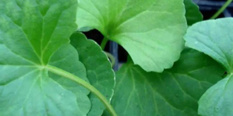 থানকুনি পাতার উপকারিতা