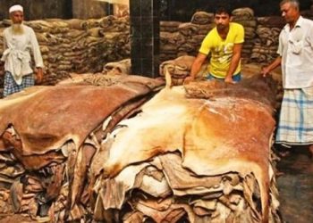 সরকার চামড়ার দাম বাড়িয়ে দিলেও কাঙ্ক্ষিত দাম মেলেনি,ব্যবসায়ীরা হতাশ