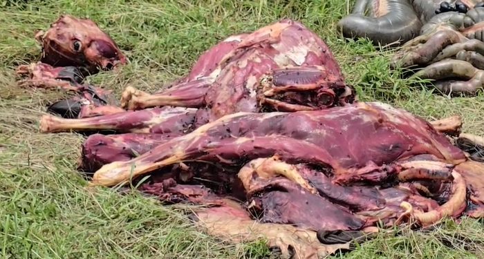 ‘গরুর মাংস’ নাম দিয়ে ৫ ঘোড়া জবাই, ৯৯৯ ফোন কলে জব্দ