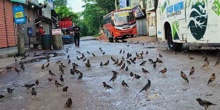 একদল শালিকের আগমনে মুখরিত বেতাগী