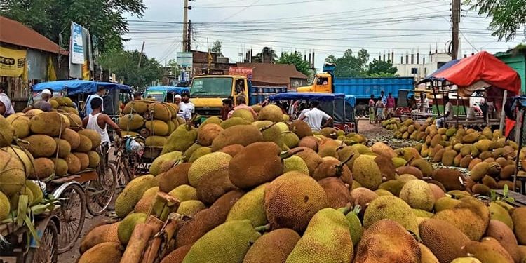 সখীপুরে রমরমা কাঁঠালের বাজার, সপ্তাহে বেচাকেনা অর্ধকোটি টাকা