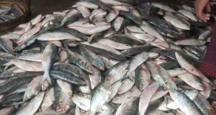 এক ট্রলারে ধরা পড়ল ৬৫ মণ ইলিশ, বিক্রি ৪০ লাখে