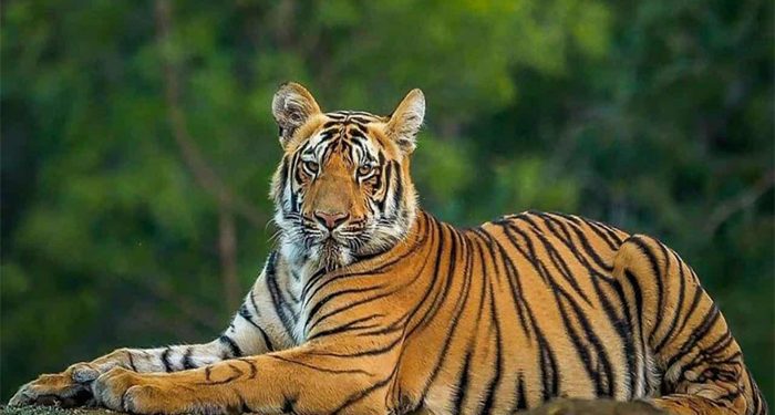 বিষদস্যু ও শিকারিদের আগ্রসনে হুমকির মুখে সুন্দরবনের বাঘ