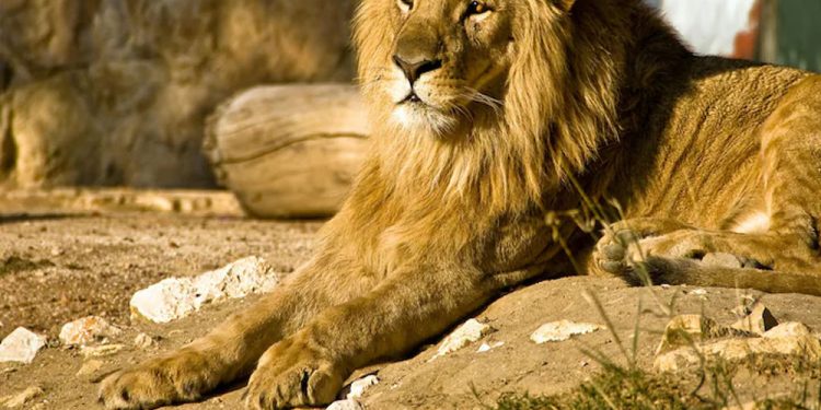 চিড়িয়াখানায় সিংহের আক্রমণে হাত হারালেন নারী