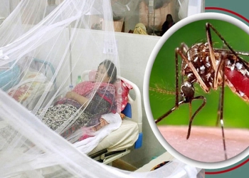 ফেনীতে তিনজনের ডেঙ্গু শনাক্ত