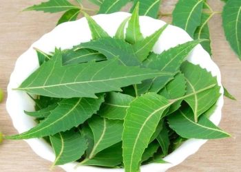 খালি পেটে নিম পাতা খাওয়ার যত উপকারিতা