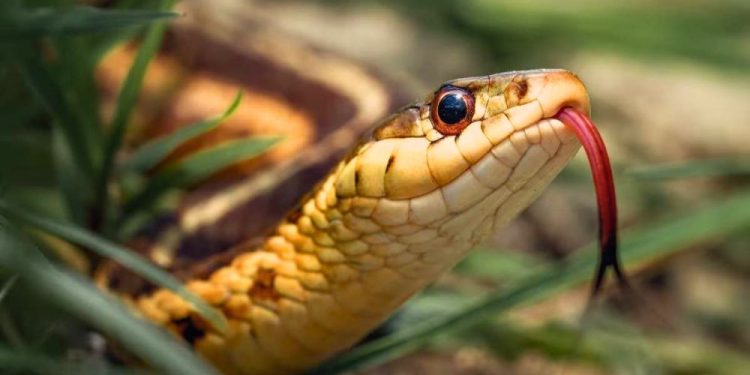 সাপ ঘন ঘন জিভ বের করে কেন