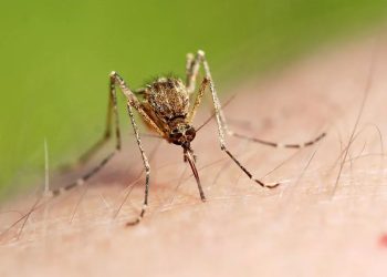 বিশ্ব মশা দিবস আজ