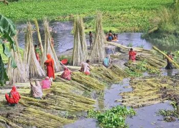 ব্রাহ্মণবাড়িয়ায় পাটের বাম্পার ফলন, কাটা, মাড়াই শুকানোর কাজে ব্যস্ত চাষীরা