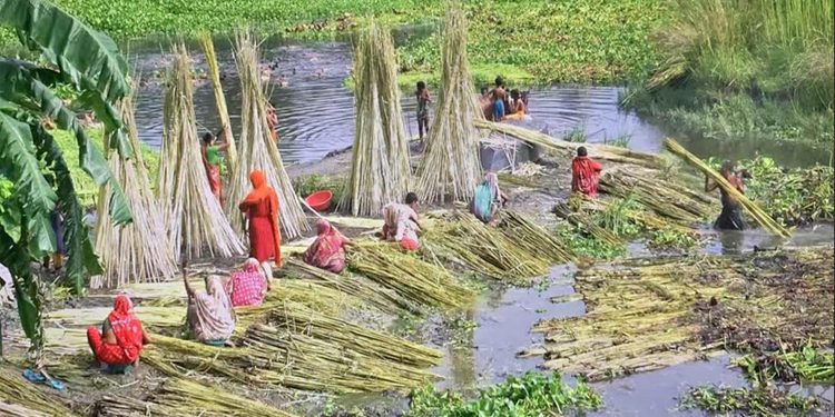 ব্রাহ্মণবাড়িয়ায় পাটের বাম্পার ফলন, কাটা, মাড়াই শুকানোর কাজে ব্যস্ত চাষীরা