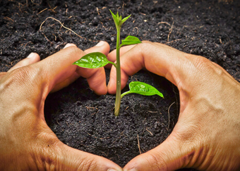 বৃক্ষরোপণ সদকায়ে জারিয়া : যার সওয়াব চলতেই থাকে