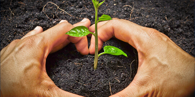 বৃক্ষরোপণ সদকায়ে জারিয়া : যার সওয়াব চলতেই থাকে