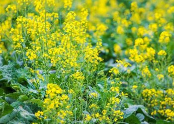 চীনে নতুন জাতের রেপসিডে এশিয়ায় কৃষি বিপ্লবের হাতছানি