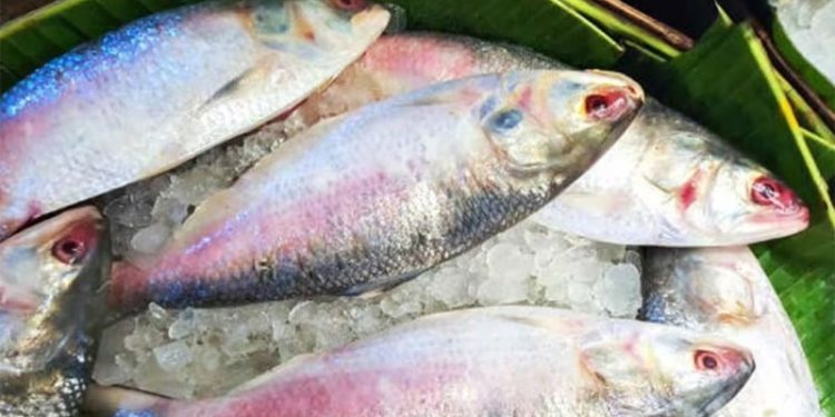 ইলিশে মেলে যেসব উপকারিতা