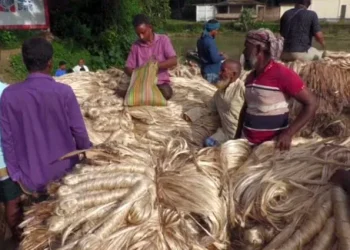 আশানুরূপ উৎপাদনেও হতাশ মানিকগঞ্জের পাট চাষিরা