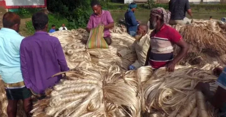 আশানুরূপ উৎপাদনেও হতাশ মানিকগঞ্জের পাট চাষিরা