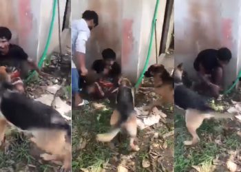 চোর সন্দেহে যুবককে আটকে বিদেশি কুকুর দিয়ে নির্যাতন, গ্রেপ্তার ৩