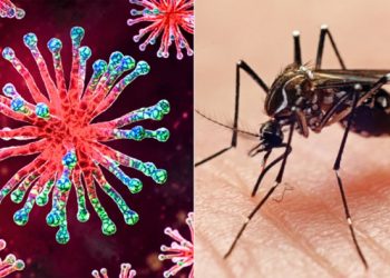 কীভাবে বুঝবেন ডেঙ্গু নাকি চিকুনগুনিয়ায় আক্রান্ত?