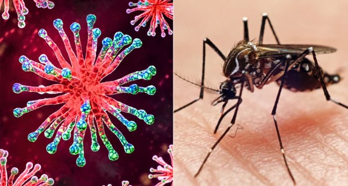 কীভাবে বুঝবেন ডেঙ্গু নাকি চিকুনগুনিয়ায় আক্রান্ত?