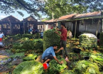 পানের দাম কম, চাষিরা হতাশ!