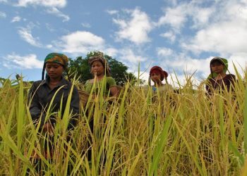 জুমের সোনালি ধানে ঘরে ঘরে খুশির বন্যা