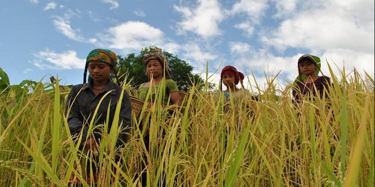 জুমের সোনালি ধানে ঘরে ঘরে খুশির বন্যা