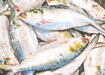 ইলিশ ছোঁয়া সহজ, কেনা কঠিন