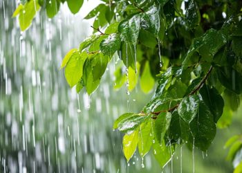 কবে কমবে বৃষ্টি, জানাল আবহাওয়া অফিস