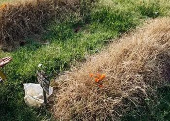 কিছু মৃতদেহ বহু দিনেও কেন মাটিতে পচে যায় না?