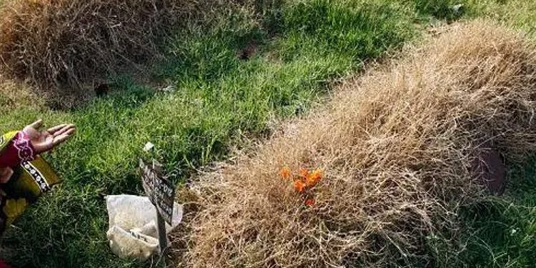 কিছু মৃতদেহ বহু দিনেও কেন মাটিতে পচে যায় না?