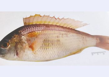 মৎস্যকথন,মাছের নাম সোনাবান