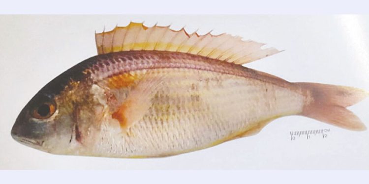 মৎস্যকথন,মাছের নাম সোনাবান